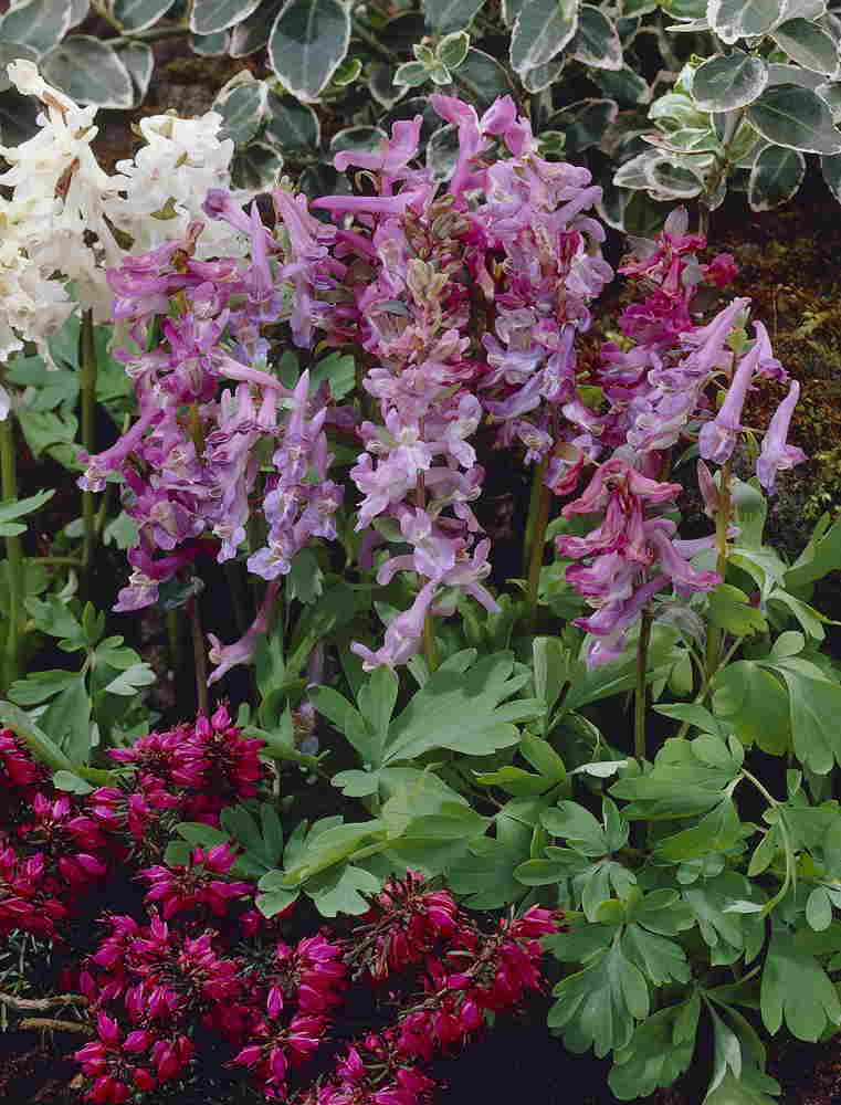 corydalis